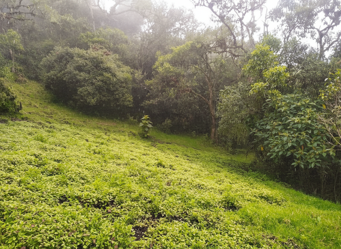Lote en venta en Quisquiza, La Calera, 12500 m² · foto 7 de 8