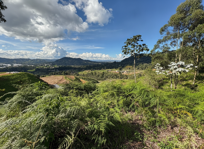 Lote en venta en San Miguel, La Ceja, 2760 m² · foto 6 de 15