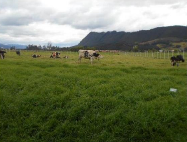 Lote en venta en Portachuelo, Zipaquirá, 30000 m² · foto 6 de 6