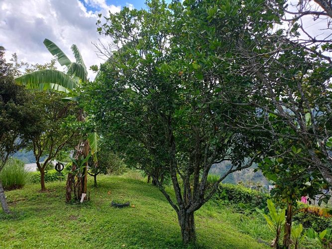Finca en venta en Cuchilla Del Salado, Manizales, 200 m² · foto 20 de 24