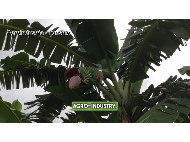 Finca en venta en Centro, Ibagué · foto 10 de 11