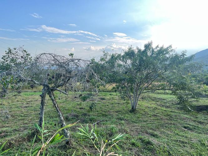Lote en venta en Pance Bajo, Cali, 6000 m² · foto 3 de 24