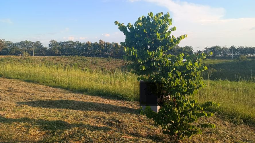 Lote en venta en Cerritos, Pereira, 2474 m² · foto 6 de 9
