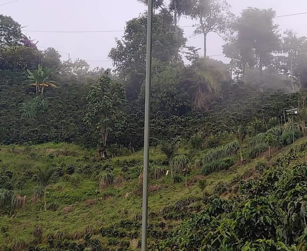 Finca en venta en Alto Del Naranjo, Manizales, 30000 m² · foto 3 de 23