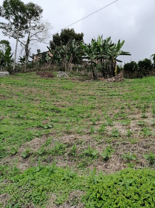 Lote en venta en Corinto, Manizales, 1200 m² · foto 2 de 6