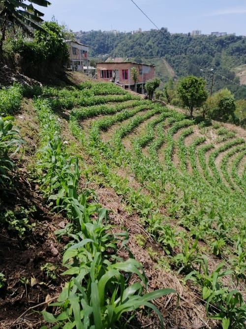 Lote en venta en Corinto, Manizales, 1200 m² · foto 3 de 6