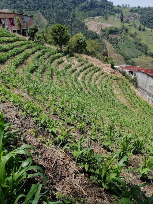Lote en venta en Corinto, Manizales, 1200 m² · foto 4 de 6