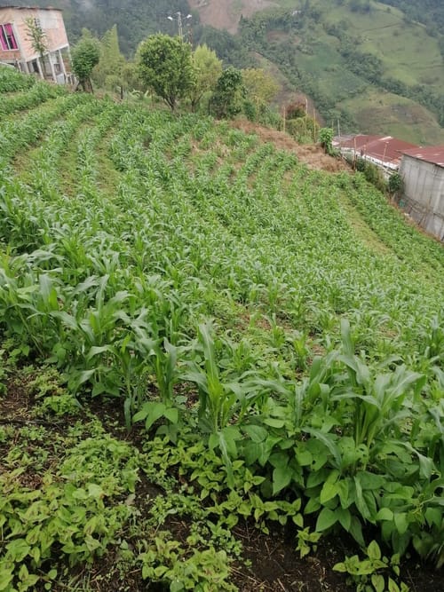 Lote en venta en Corinto, Manizales, 1200 m² · foto 5 de 6