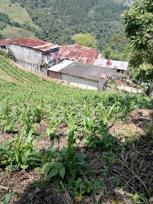 Lote en venta en Corinto, Manizales, 1200 m² · foto 6 de 6