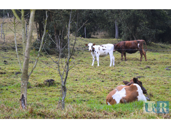 Lote en venta en Santa Helena, La Calera · foto 4 de 11