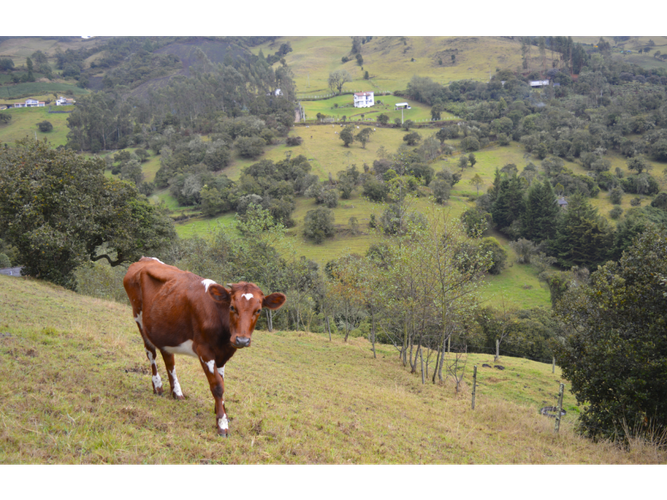 Lote en venta en Santa Helena, La Calera · foto 6 de 11