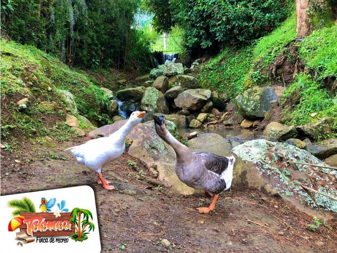 Finca en venta en Actividad Multiple, Copacabana, 3000 m² · foto 12 de 24