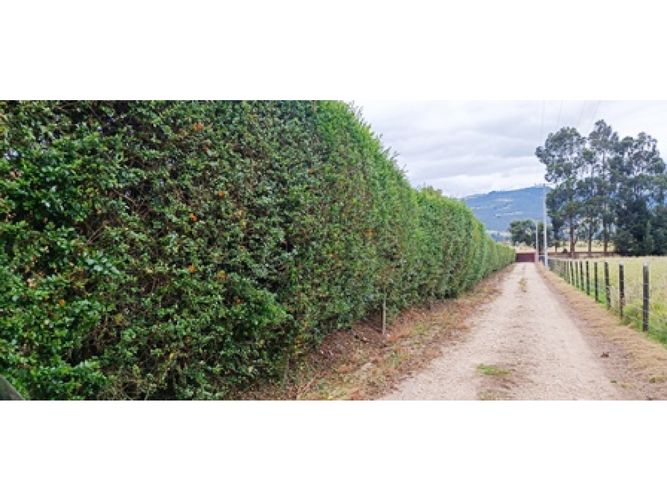 Casa de 7 alcobas en venta en Aposentos Parte Alta, Sopó, 530 m² · foto 12 de 24