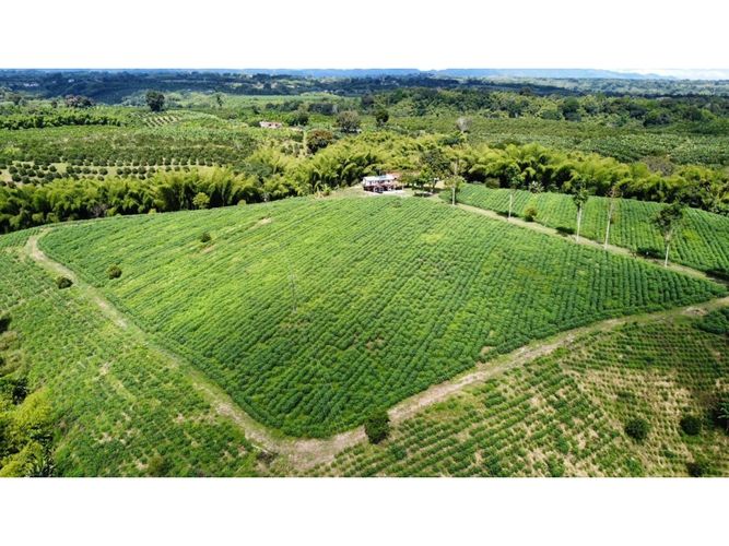 Finca en venta en El Cinco, Armenia, 500 m² · foto 2 de 24