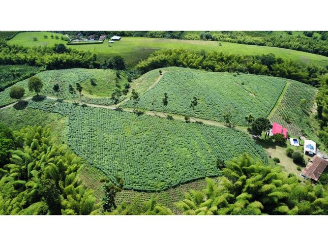 Finca en venta en El Cinco, Armenia, 500 m² · foto 13 de 24