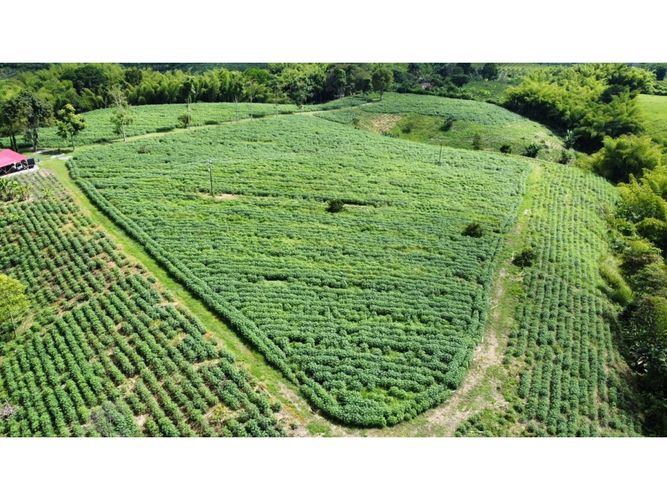 Finca en venta en El Cinco, Armenia, 500 m² · foto 14 de 24