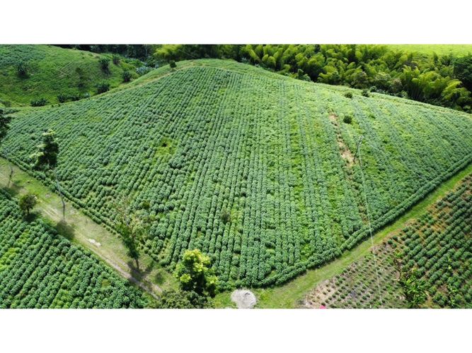 Finca en venta en El Cinco, Armenia, 500 m² · foto 18 de 24