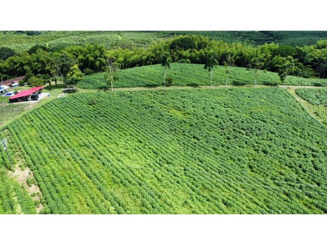 Finca en venta en El Cinco, Armenia, 500 m² · foto 22 de 24