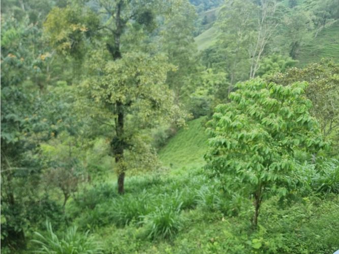 Finca en venta en Argenzul, Armenia, 200 m² · foto 19 de 20