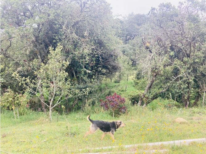 Lote en venta en El Hato, La Calera, 10000 m² · foto 12 de 24