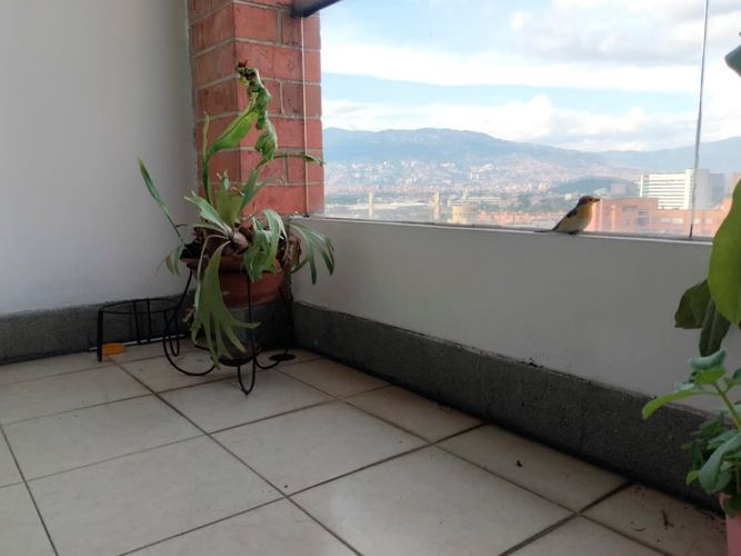 Apartamento de 3 alcobas en arriendo en El Poblado, Medellín, 87 m² · foto 20 de 20