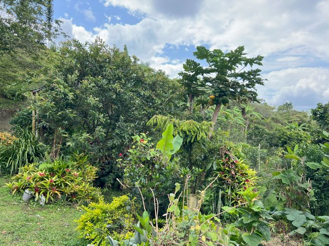 Finca en venta en Potrerillo, Palmira, 6000 m² · foto 9 de 17