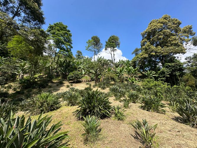 Lote en venta en La Florida, Pereira, 44800 m² · foto 4 de 8
