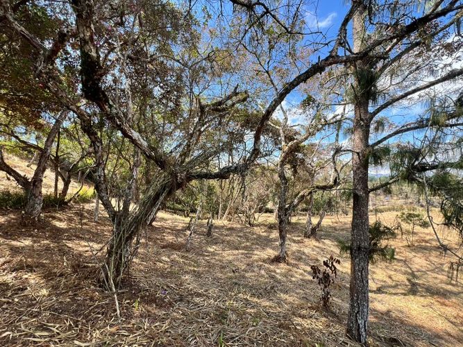 Lote en venta en El Carmen de Viboral, 2993 m² · foto 9 de 18