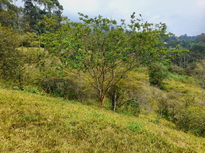 Lote en venta en La Aldea, La Estrella, 10000 m² · foto 4 de 7