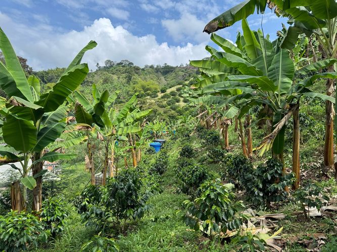 Finca en venta en La China, Manizales, 250 m² · foto 19 de 24