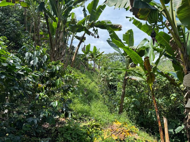 Finca en venta en La China, Manizales, 250 m² · foto 22 de 24