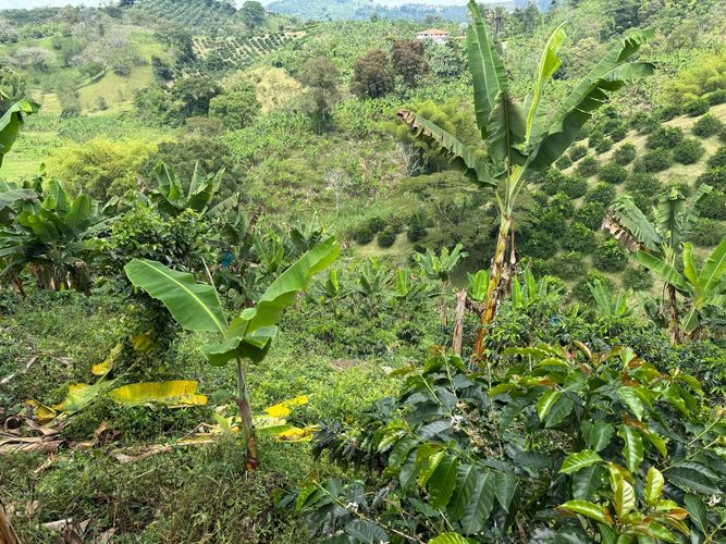 Finca en venta en La China, Manizales, 250 m² · foto 23 de 24