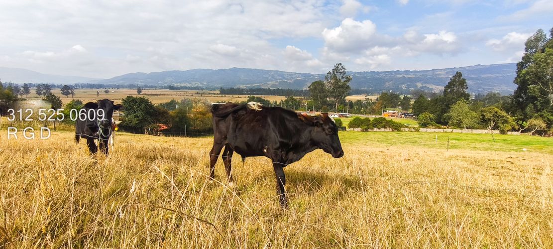 Lote en venta en Montana, Sopó, 9720 m² · foto 9 de 21