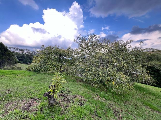Lote en venta en El Tambo, La Ceja · foto 10 de 19