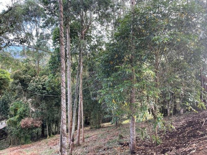 Lote en venta en Quirama, El Carmen de Viboral, 3099 m² · foto 4 de 5