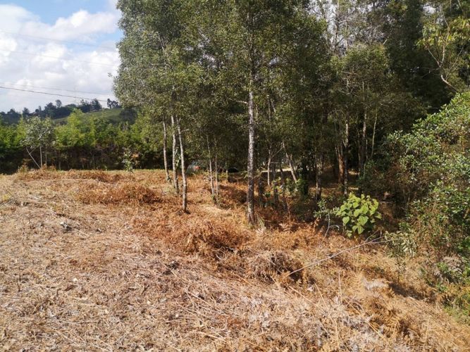 Lote en venta en Los Pinos, Rionegro, 10965 m² · foto 5 de 15