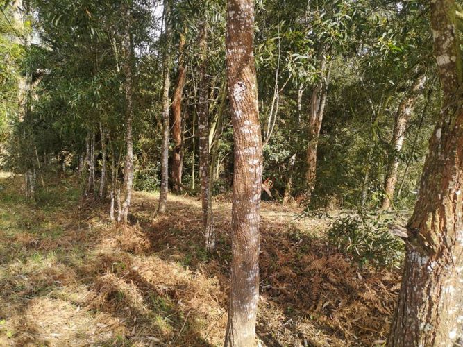 Lote en venta en Los Pinos, Rionegro, 10965 m² · foto 7 de 15