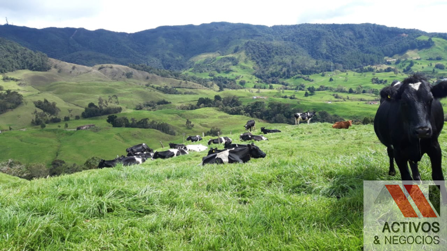 Finca en venta en Sabanalarga, Bello · foto 11 de 22