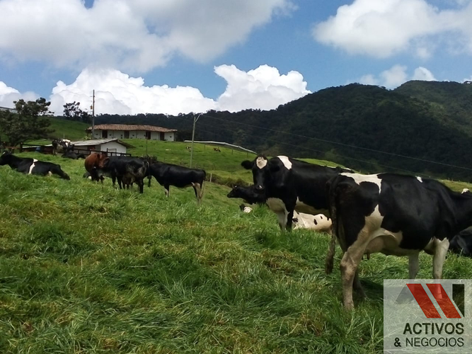 Finca en venta en Sabanalarga, Bello · foto 12 de 22