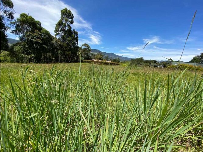 Lote en venta en El Tambo, La Ceja, 2800 m² · foto 8 de 15