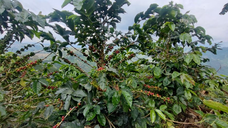 Finca en venta en La Siria, Manizales, 80000 m² · foto 17 de 24