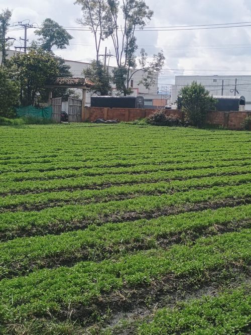 Lote en venta en Siberia, Cota, 661 m² · foto 3 de 19