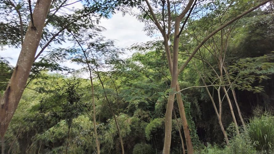 Lote en venta en Las Pavas, Manizales, 1488 m² · foto 2 de 20