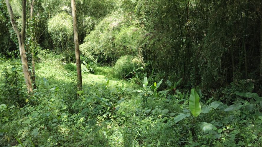 Lote en venta en Las Pavas, Manizales, 1488 m² · foto 4 de 20
