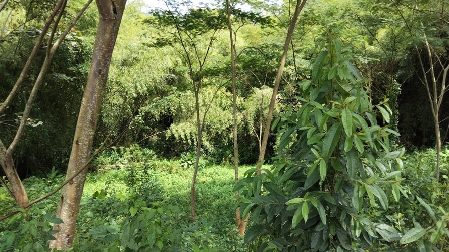 Lote en venta en Las Pavas, Manizales, 1488 m² · foto 7 de 20