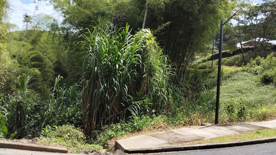 Lote en venta en Las Pavas, Manizales, 1488 m² · foto 9 de 20