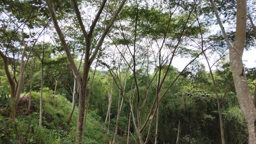Lote en venta en Las Pavas, Manizales, 1488 m² · foto 12 de 20