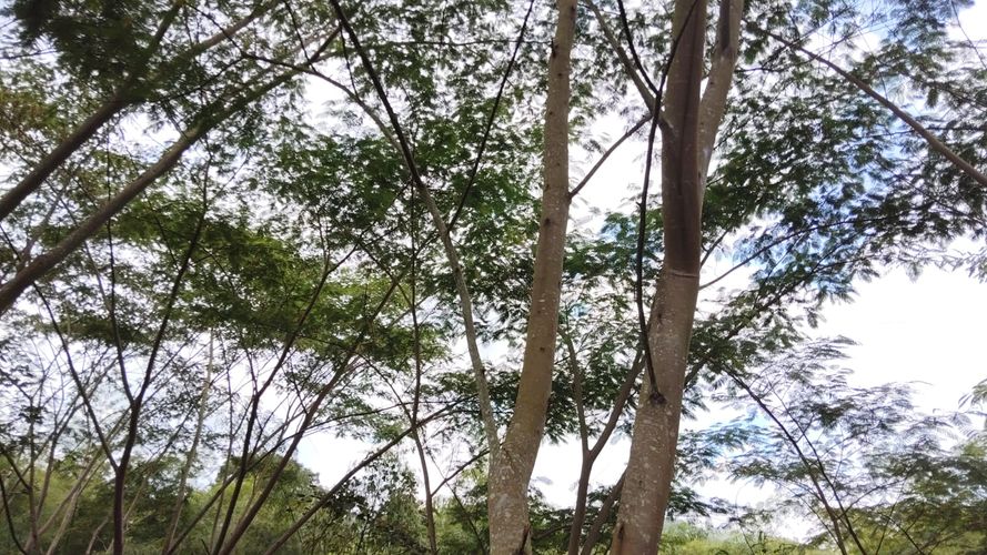 Lote en venta en Las Pavas, Manizales, 1488 m² · foto 14 de 20