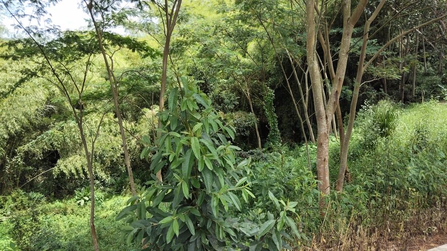 Lote en venta en Las Pavas, Manizales, 1488 m² · foto 16 de 20