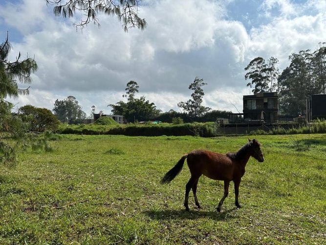 Lote en venta en Llano Grande, Rionegro, 7017 m² · foto 3 de 6